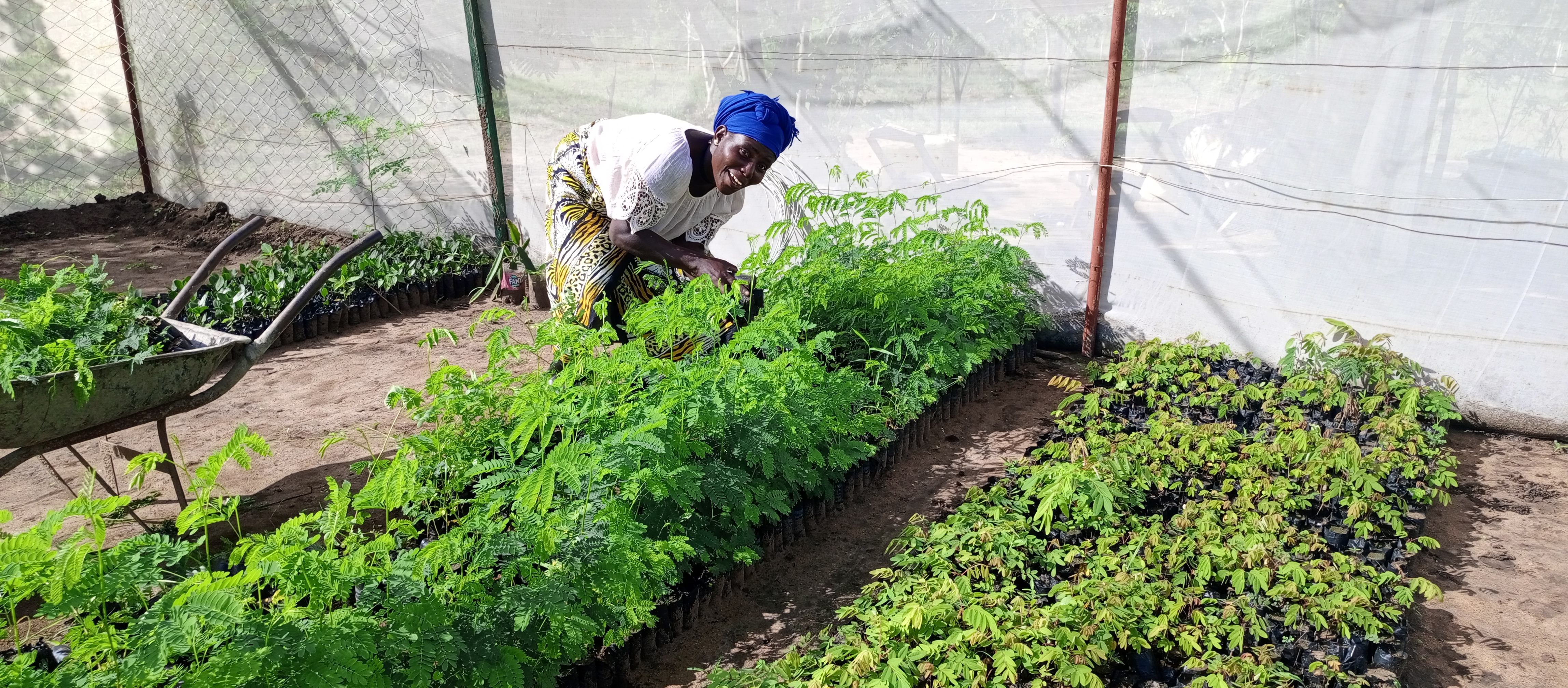 2. Word Forest - Plant Trees _ Our Nursery